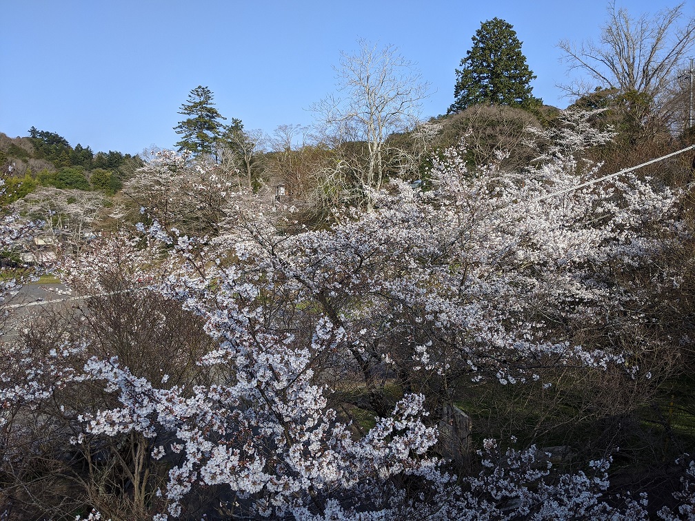 IMG_20200326_153613.jpg