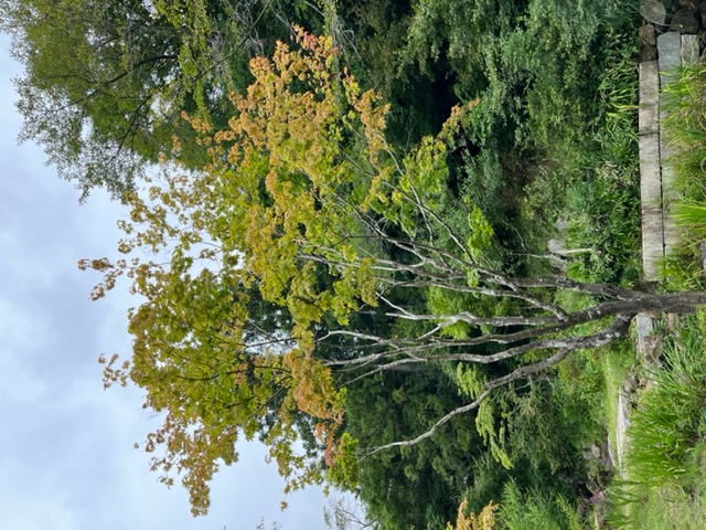 IMG_9871.jpg