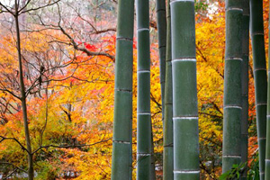 autumn2006_002.jpg
