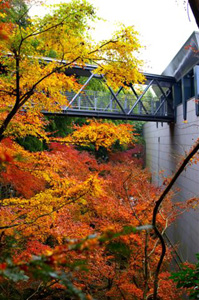 autumn2006_004.jpg
