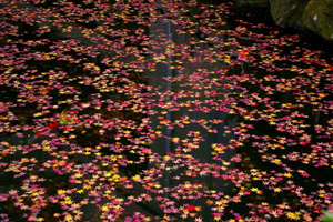 autumn2006_013.jpg