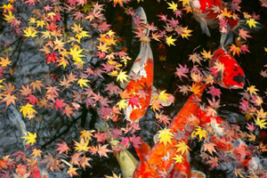 autumn2006_015.jpg