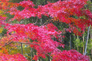 autumn2006_024.jpg