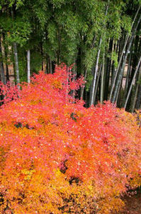 autumn2006_028.jpg