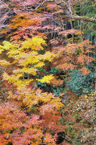 autumn2006_036.jpg