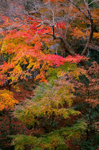 autumn2006_037.jpg