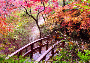 autumn2006_sb0002.jpg