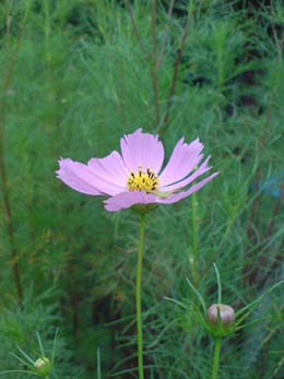 flower200708.jpg