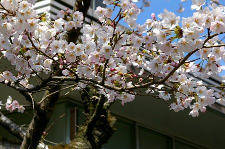 sakura%20005.jpg