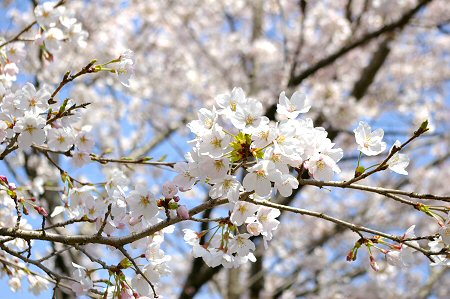 sakura%20006.jpg