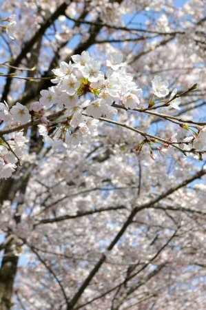 sakura%20007.jpg