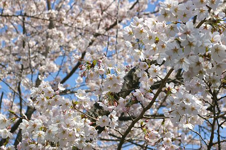 sakura%20014.jpg