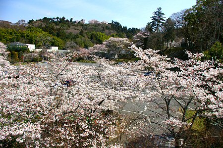 sakura%20021.jpg