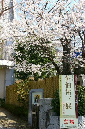 sakura%20034.jpg