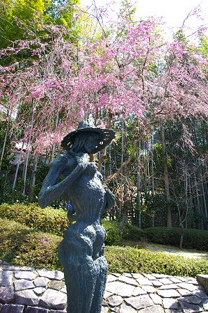 sakura%20041.jpg