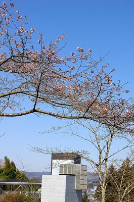 sakura1.jpg