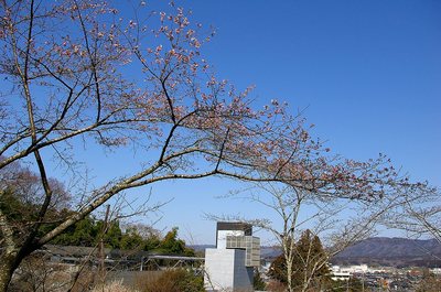 sakura2.jpg